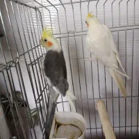 عروس هلندی یه جفت با قفس فقط ۲ میلیون