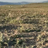 یک هکتار زمین گلخانه ای|فروش دفتر صنعتی، کشاورزی، تجاری|خواجه, |دیوار