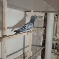 سه عدد کبوتر|پرنده|تاکستان, |دیوار