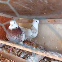 کفتر طوقی پاک|پرنده|مینودشت, |دیوار