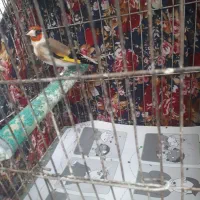 سهره متولد قفس بخون