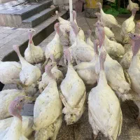 بوقلمون سفیدبیوتی