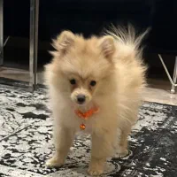 پامر خرسی ۵ ماهه|سگ|تهران, تهرانپارس جنوبی|دیوار