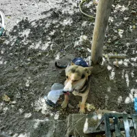 یک قلاده سگ ژرمن مالنیوز|سگ|یزد, |دیوار