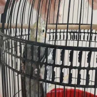 عروس هلندی جفت|پرنده|مشهد, رستگار|دیوار