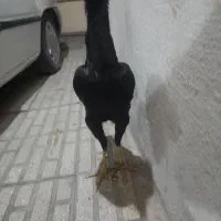 مرغ لاری اصیل با جوجه خروس دوماه هم عوض میکنم|حیوانات مزرعه|کرمانشاه, |دیوار