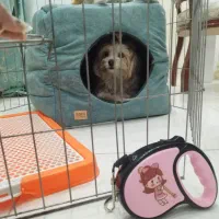 شیتزو تریر اصل|سگ|کرمانشاه, |دیوار