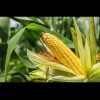 فروش ذرت علوفه