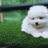 سگ پامرین خرسی روباهی عروسکی پودل