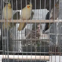 عروس هلندی|پرنده|پارسآباد, |دیوار