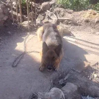 سگ ژرمن شپرد