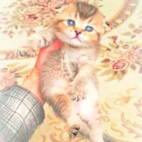 واگذاری گربه بریتیش چین چیلا