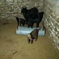 س عدد بز جوان قصر چاق قصابی ویک عدد بره نره