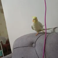 عروس هلندی گمشده دهقاید|حیوانات|برازجان, |دیوار