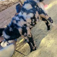 بز دو کهره و یک بز با یک کهره و نری|حیوانات مزرعه|جیرفت, |دیوار