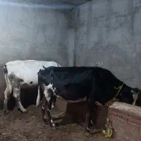 دو عدد آبستن. آدرس خود‌ شهر مراغه .