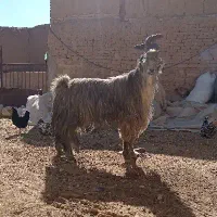 دوبر، پازن، پیشرو|حیوانات مزرعه|دهاقان, |دیوار