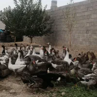 فروش غاز بوقلمون،اردک،تخم نطفه دار اردک و مرغ محلی