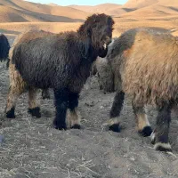 گوشت بره کوه کیلویی ۶۷۰هزار تومان