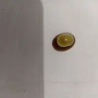 نگین میخام بدونم چیه