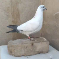 نر پرشی دم سیاه