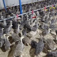 فروش جوجه بوقلمون برنز  33 روزه