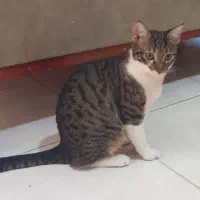 گربه واگذاری|گربه|گرگان, |دیوار