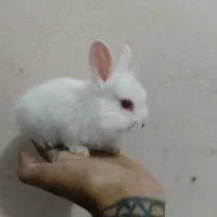 بچه خرگوشه بازیگوش