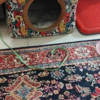 پودل تریر|سگ|کرج, گوهردشت|دیوار