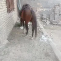 اسب یورقه۳۰ملیون|اسب و تجهیزات اسب‌سواری|مشهد, فردوسی|دیوار