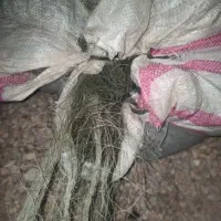 تور ماهیگیری قبادی
