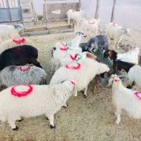 گوسفند کهره و بره چاق و درجه‌یک ( به شرط کیفیت )