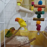 طوطی برزیلی سالم یک ساله