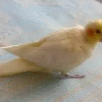 عروس لوتینو ۳ماهه