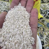 برنج عنبربو درجه یک تضمینی|خوردنی و آشامیدنی|دزفول, |دیوار