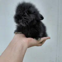 خرگوش لوپ اصیل|موش و خرگوش|مشهد, تربیت (صدف)|دیوار