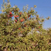 باغشهر ۱۰۰۰ متری آبپرده|فروش خانه و ویلا|شیراز, کودیان|دیوار