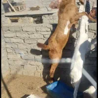 نربز پنجاپ|حیوانات مزرعه|سراوان, |دیوار