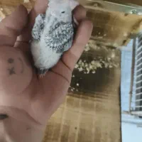 گرین چیک در خرامه|پرنده|خرامه, |دیوار