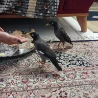 مینا سخنگو|پرنده|مشهد, وکیل‌آباد|دیوار