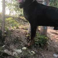 سگ رتوایلر نر یک سال و نیم