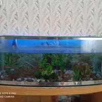 آکواریوم سالم|ماهی|کرمانشاه, |دیوار