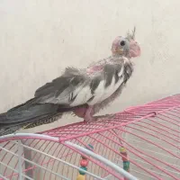 عروس هلندی|پرنده|فلاورجان, |دیوار