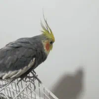 گم شدن عروس هلندی