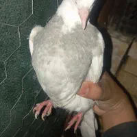 کبوتر|پرنده|لالی, |دیوار