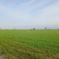 50-هکتار-علی-آباد