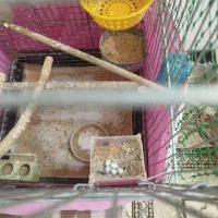 فنچ انگلیسی(کینگ سایز)