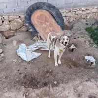 سگ نگهبان وگله