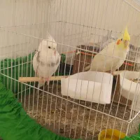 جفت عروسی هلندی