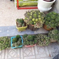 گیاه     کاکتوس